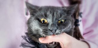 Falleció Mujer  por la Mordedura de su Gato, tenía Rabia