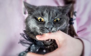 Falleció Mujer por la Mordedura de su Gato, tenía Rabia