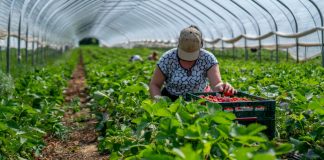 Unidos  SENA y FINAGRO para Potencializar la Educación Financiera del Campo Colombiano