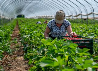 Unidos SENA y FINAGRO para Potencializar la Educación Financiera del Campo Colombiano