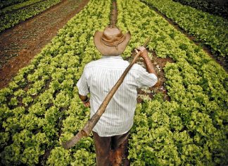 Gobierno lanza línea de crédito ‘El Campo Avanza’ por $500 mil millones para pequeños productores rurales