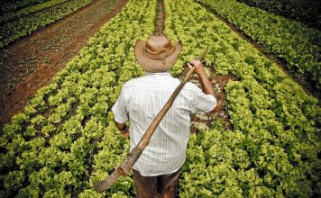 Gobierno lanza línea de crédito ‘El Campo Avanza’ por $500 mil millones para pequeños productores rurales