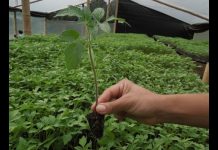 Con la siembra de cerca 39 mil plántulas, la CRC Celebra el día del Árbol