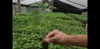 Con la siembra de cerca 39 mil plántulas, la CRC Celebra el día del Árbol