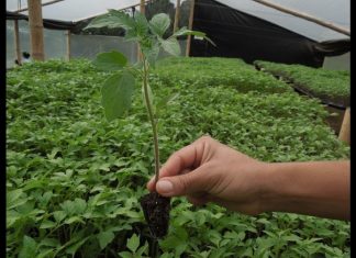 Con la siembra de cerca 39 mil plántulas, la CRC Celebra el día del Árbol