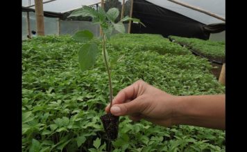 Con la siembra de cerca 39 mil plántulas, la CRC Celebra el día del Árbol