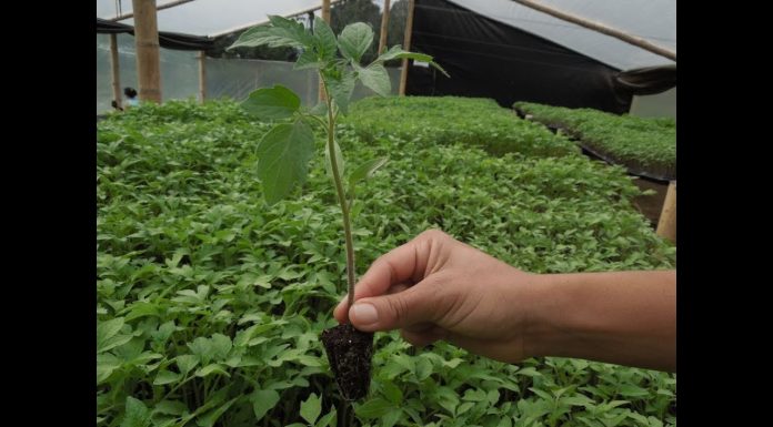 Con la siembra de cerca 39 mil plántulas, la CRC Celebra el día del Árbol