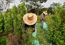 ‘Ahí hay Gato Encerrado’ ¿Cuáles son los verdaderos  motivos que algunos promotores del paro nacional defienden los cultivos ilícitos?