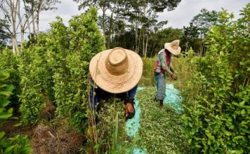 ‘Ahí hay Gato Encerrado’ ¿Cuáles son los verdaderos motivos que algunos promotores del paro nacional defienden los cultivos ilícitos?